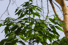 Blepharistemma membranifolia